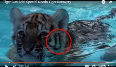 En el video del zoo del cachorro de tigre ‘curado’ hay dos tigres diferentes