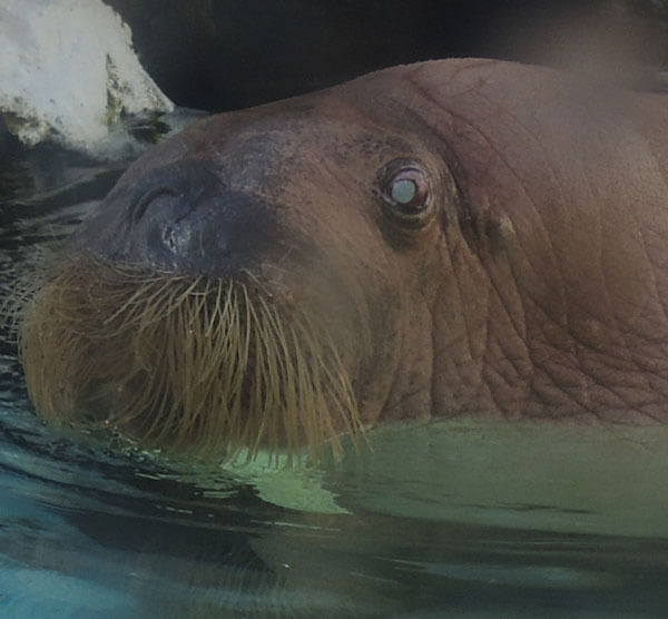 obie-blind-walrus