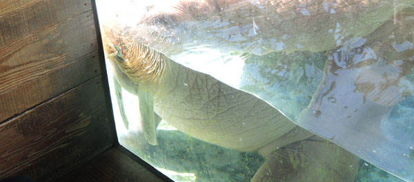 obie-face-glass-walrus