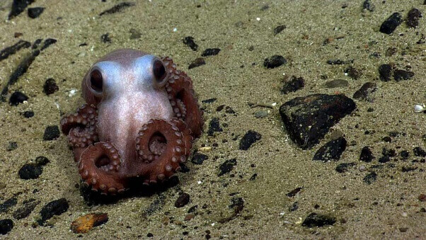 octopus-in-the-sea