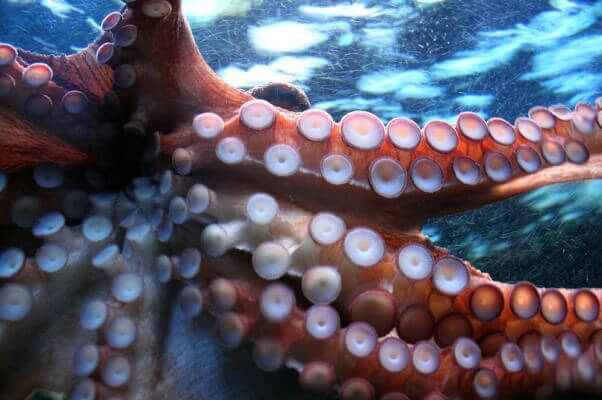octopus-suckers-suction-cups