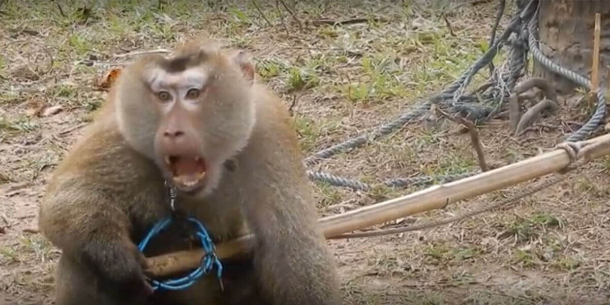 odd el mono forzado juntar cocos