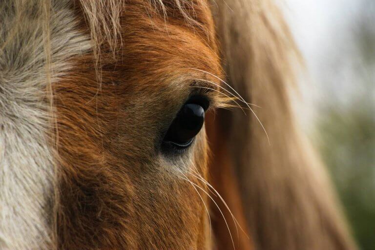 Ojo de caballo