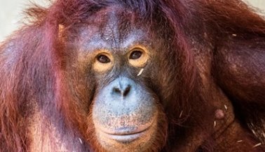 ¡VICTORIA! La Orangutana Sandra Será Trasladada a un Santuario Acreditado