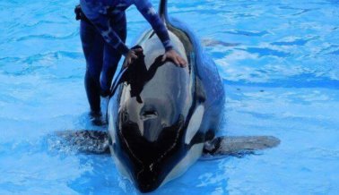 Despidos en SeaWorld Motivan a PETA a Buscar Informantes