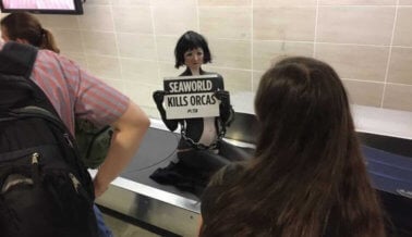 Policía desaloja a “orcas” protestando en el carrusel de equipaje del aeropuerto de San Antonio