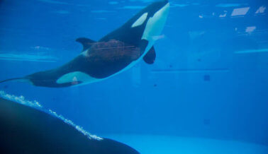 Noticia de último momento: La lucha contra SeaWorld ganó el primer round: ¡Se termina la crianza de orcas!