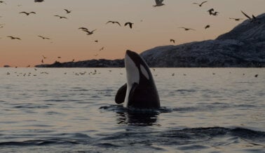 ¡Excelente Noticia! Experiencias de Airbnb Prohíbe SeaWorld, Paseos en Elefantes, Contacto con Cachorros de Tigre y Más