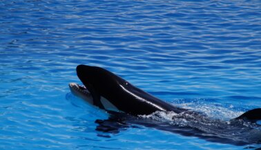 Orca Kohana, de 20 Años, Muere en el Loro Parque de España, Muy por Debajo de la Expectativa Natural de Vida