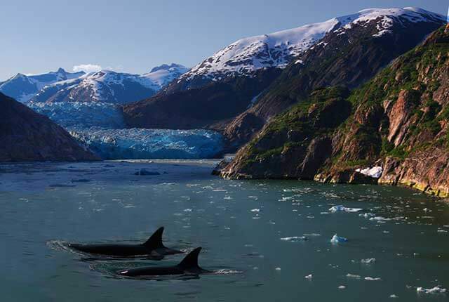 orca-swimming-glacier