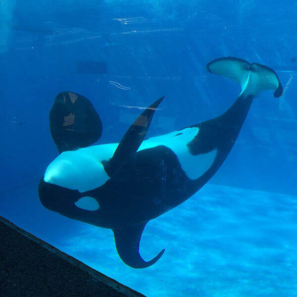 orca-upside-down-PETA-owned600x600