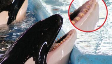 Ataques de Delfines y lo que Sucedió Después de que una Orca Masticara Partículas de Pintura en SeaWorld