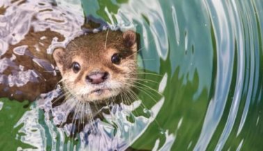 Nutria se ahoga después de que los trabajadores del zoológico le dieran un par de pantalones