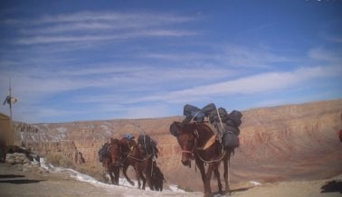 Sendero Havasupai: Un Infierno para Caballos y Mulas