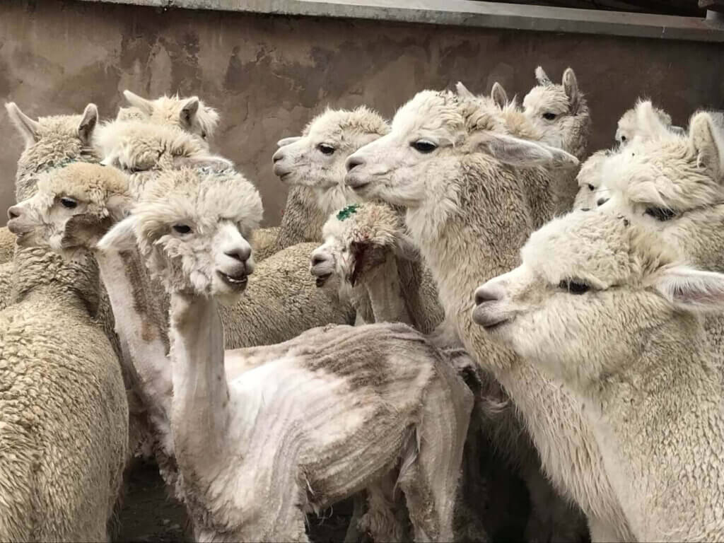 Alpacas on alpaca wool farm in Peru