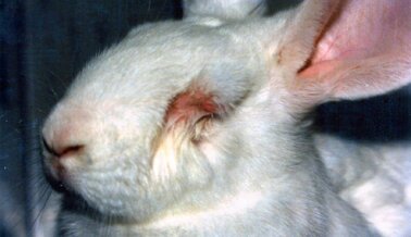 Experimentos con animales: No funcionan y no son éticos, estas son 5 razones por las que hay que detenerlos
