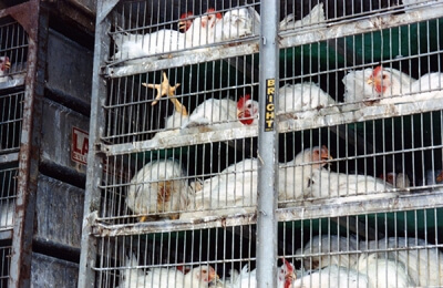 pcases broiler chickens transport