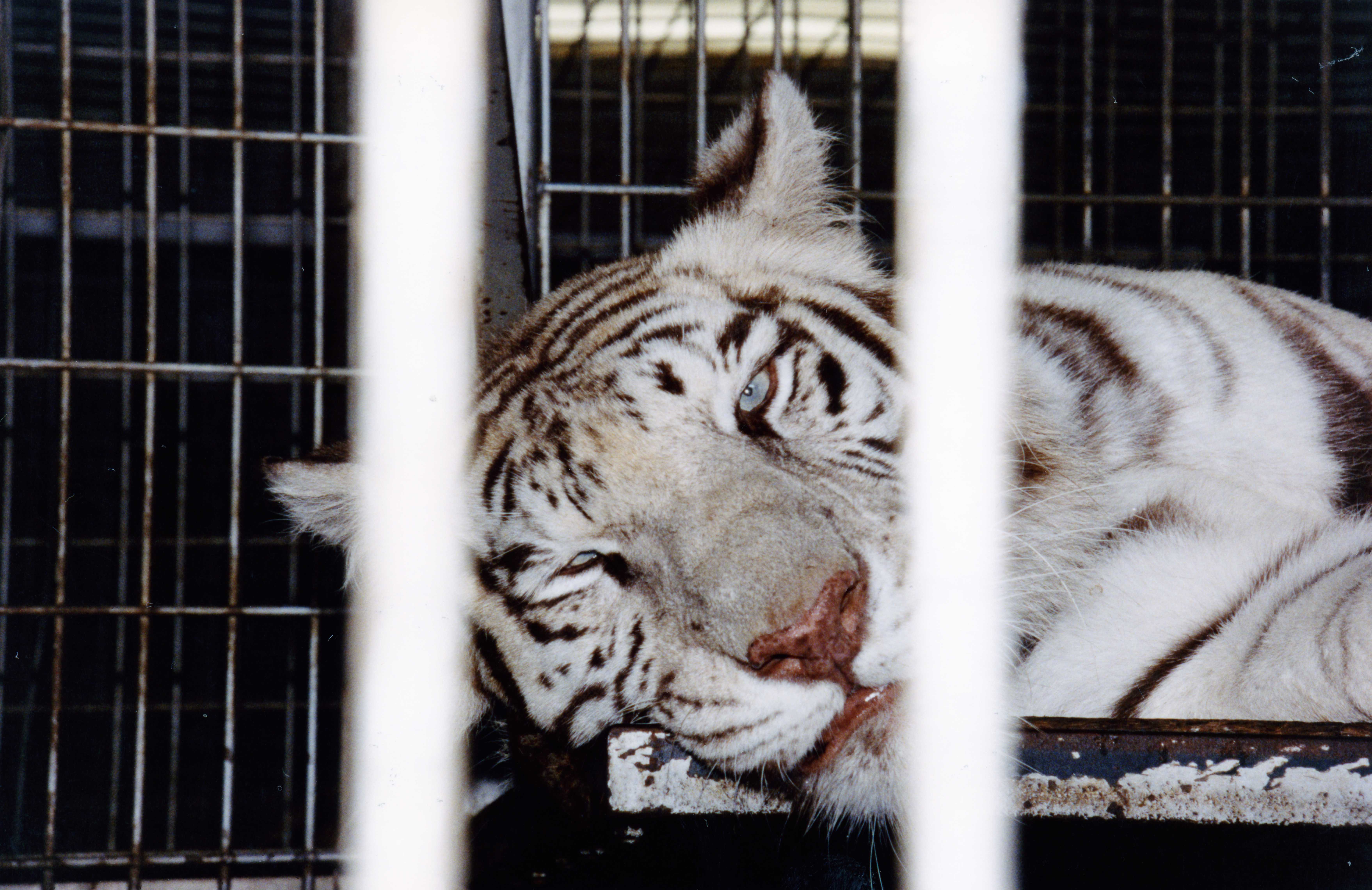 Caged white tiger