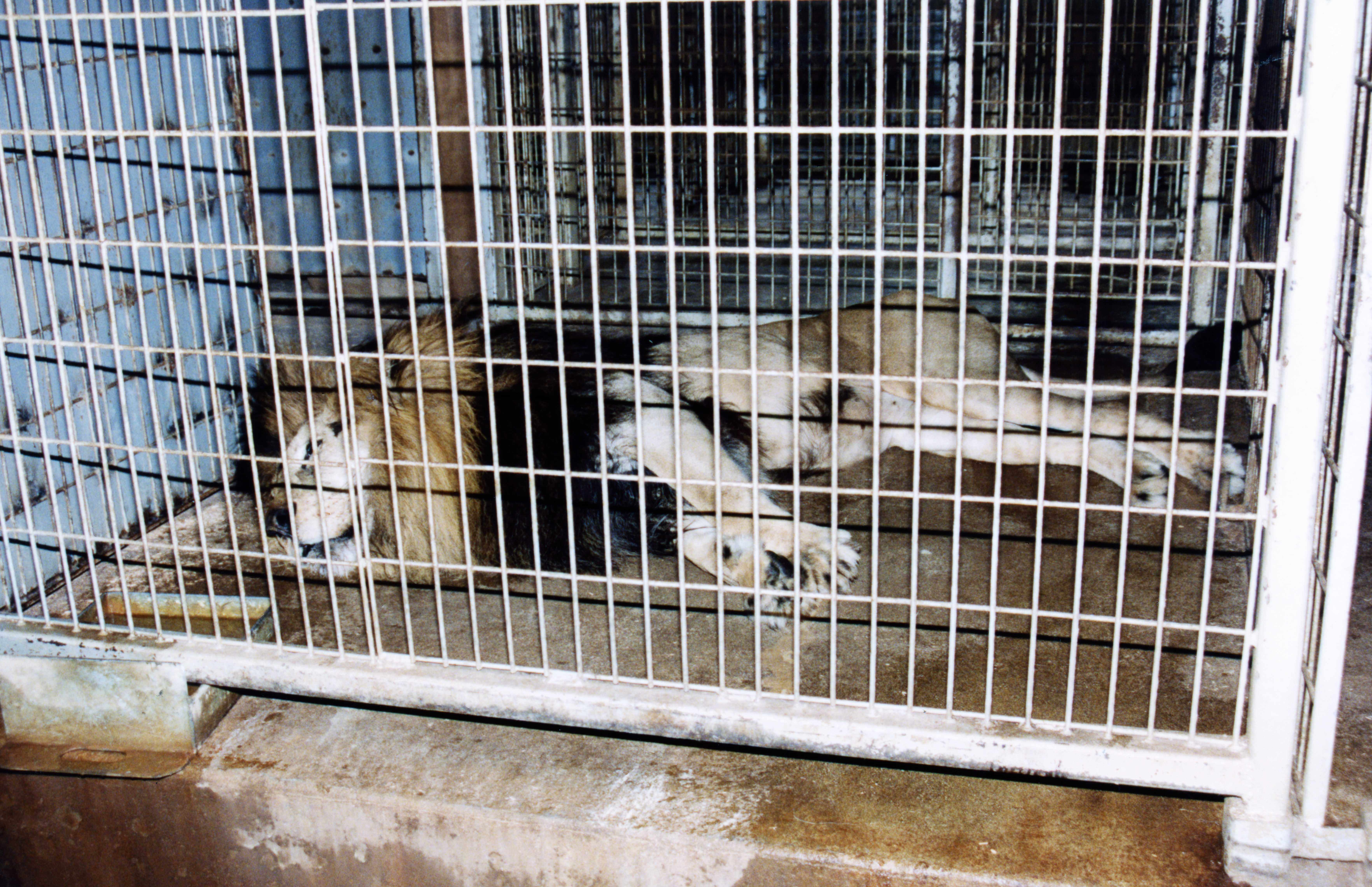 Caged circus lion