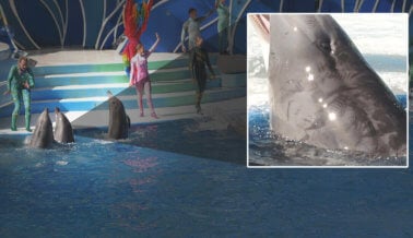 Estos clubs de AAA apoyan el maltrato a delfines