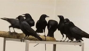 La Curiosidad en un Laboratorio de Escuela Mató Cuervos, Petirrojos y Gorriones