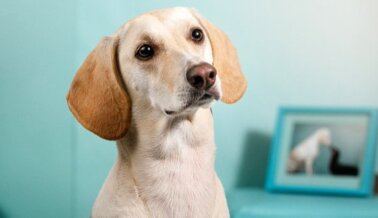 Video: Cómo Preparar a Tu Cachorro para la Vida Después de la Pandemia