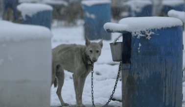 Dile al CEO del Iditarod que deje a los Perros Fuera de la Agotadora Carrera Mortal