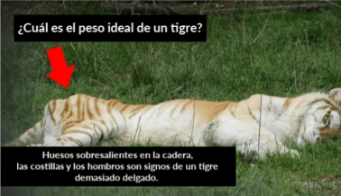 ¿Cuál es el Peso Ideal de un Tigre o un Elefante? Estos Datos te Sorprenderán