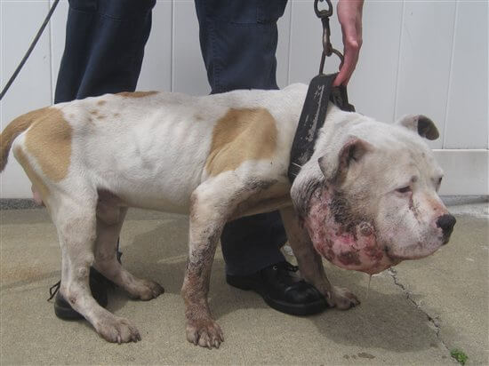 peta-euthanasia-dog-tumor