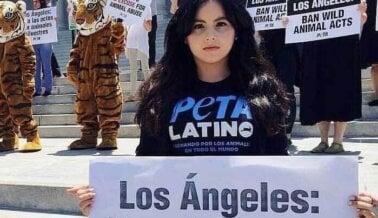 ¿Qué es PETA Latino? Mira Cómo ha Impactado en La Comunidad Latina