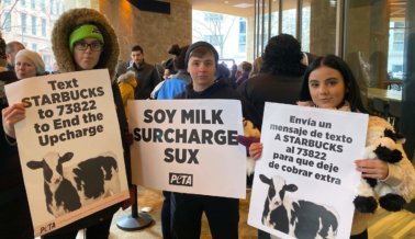 Starbucks Quiere Dejar de Servir Lácteos: Lo que PETA Siempre ha Recomendado Starbucks Quiere Dejar de Servir Lácteos: Lo que PETA Siempre ha Recomendado