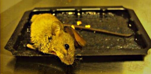 Glue Traps - Trampas de pegamento adherente para ratas y ratones