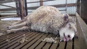 lana australiana, oveja desmayada