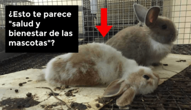 Petco: ¿’Salud y Bienestar’ o ‘Sufrimiento y Muerte’? Lee Esto y Luego Decide