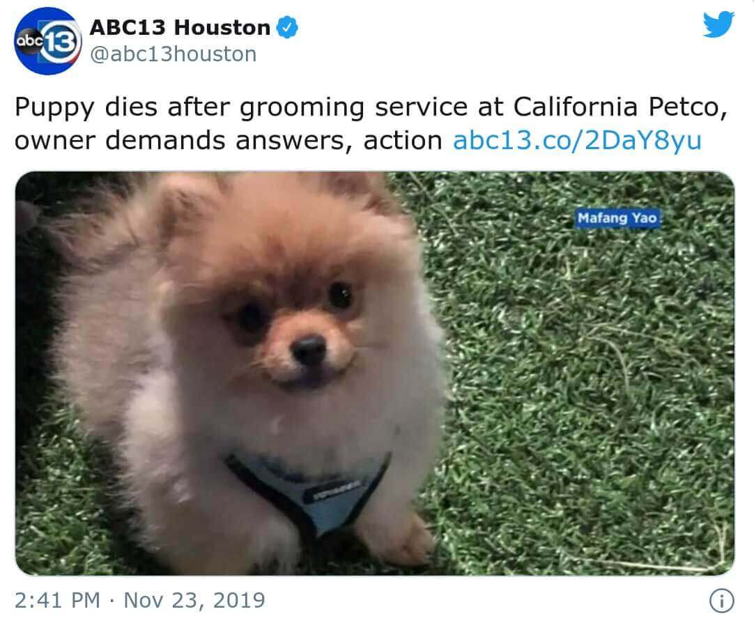 Dali el perro muere en petco