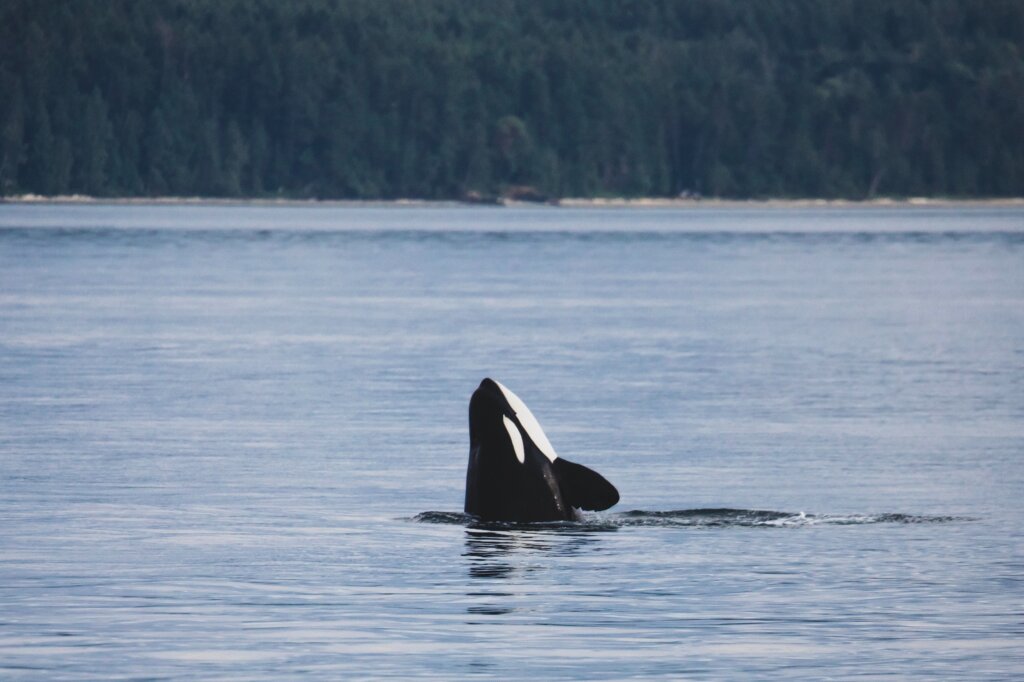 Orca en mitad del mar 