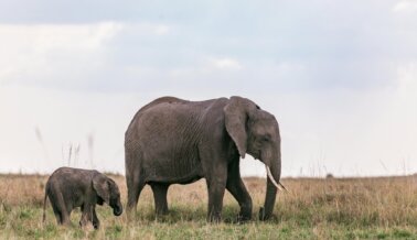 Animales Madres: Datos Fascinantes Sobre las Madres del Reino Animal