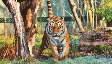 Tigre de Bengala Escapa y Aterroriza a Vecindario, los Animales Silvestres no son ‘Mascotas’