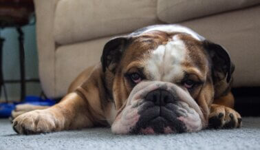 Los Criadores de Bulldog Probablemente Practiquen Bestialidad, Revela PETA