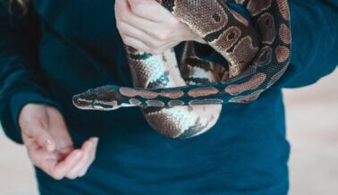 ¿Una Serpiente Puede Ser una ‘Mascota para Principiantes’? No, Mira Por Qué