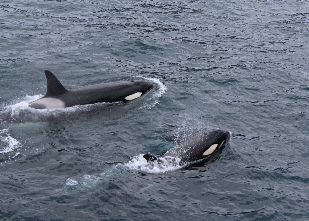 Dos orcas nadando 