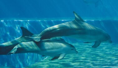 Exige a los Funcionarios que Cierren el Miami Seaquarium por los Delfines Hambrientos