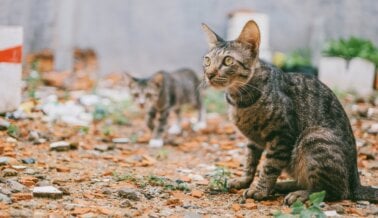 Latinoamérica y sus Gatos Sin Hogar: Un Problema Urgente