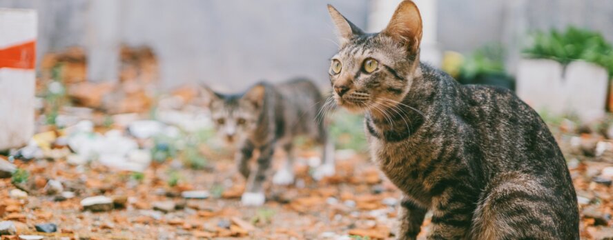 ¿La vida al aire libre? ¡No para los gatos!