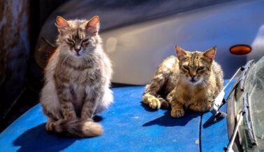 Tu abuelita estaba EQUIVOCADA, los gatos no deben salir de casa