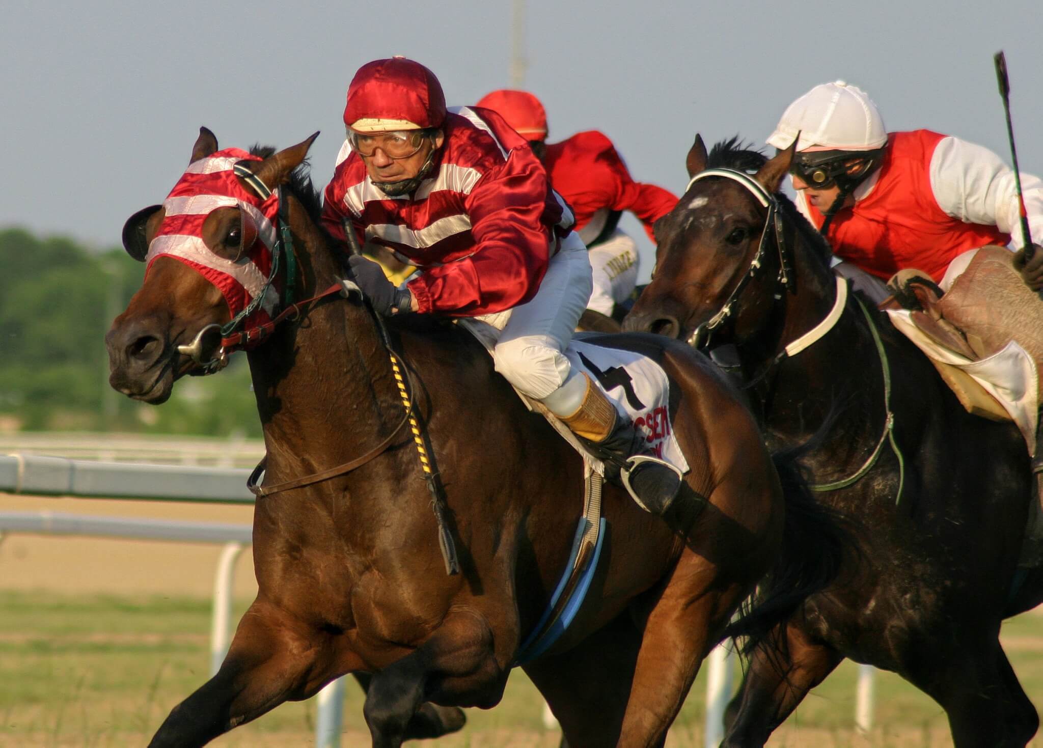 5 escándalos de las carreras de caballos relacionados con las drogas | PETA  Latino