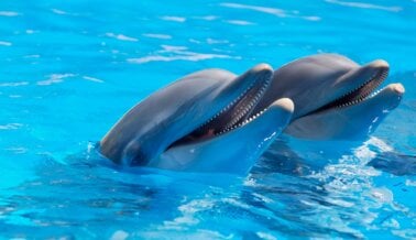 Exfotógrafa de ‘Nado con Delfines’ Revela Maltrato y Sufrimiento de los Delfines