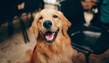 Cuidado Dental de Animales de Compañía