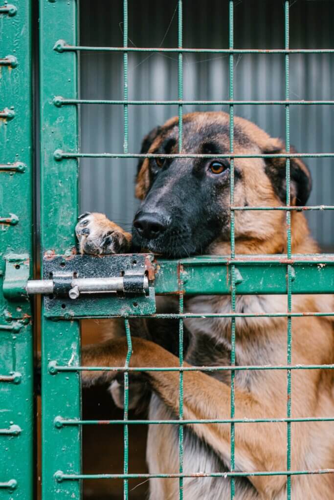 Dog in Puppy Mill