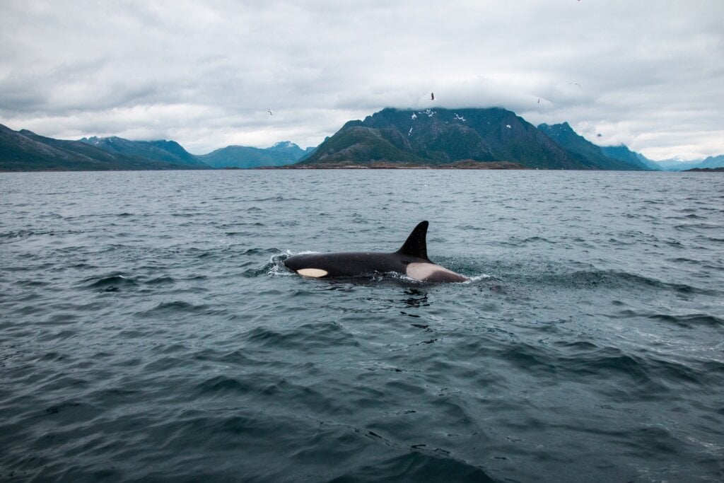 Orca en el mar 